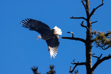 Obraz premium Bald Eagle Looking For Fish