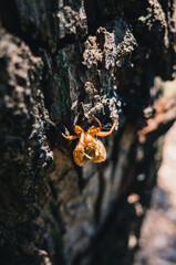 Cicada molt