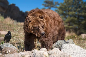 Fototapeten Grizzly bear walking through rocky mountain meadow of Wyoming, USA  © gevans