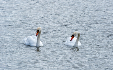 Two white swans on the water, on small waves.