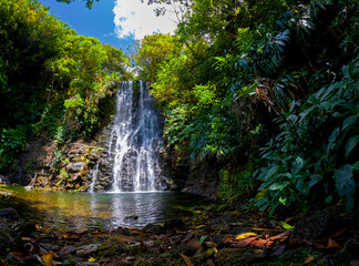 Fototapeta premium View of a waterfall hidden in a forest located in Mauritius