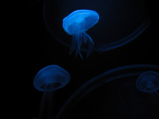 Jellyfish in blue light
