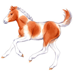 Obraz na płótnie Canvas Vector watercolor illustration of running baby horse.
