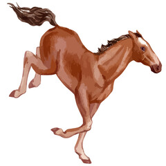 Fototapeta na wymiar Vector watercolor illustration of running baby horse.