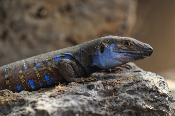 male Canary Lizard with beautiful blue spots on a rock