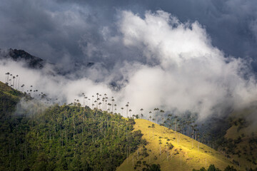 Cocora Valley in Colombia. Hills full of the world's tallest palm tree, the Quindio wax palm. Dramatic light and clouds in the highlands near Salento.