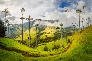 Fototapeten Cocora Valley in Colombia. Home of the world's tallest palm tree, the Quindio wax palm. Beautiful tropical scenery in the highlands near Salento. © Patrick Poendl