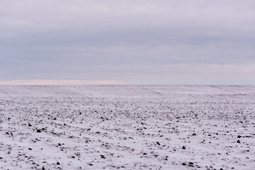 The field is lightly covered with snow.