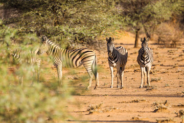 Fototapeta na wymiar View of a herd of zebra through the trees