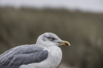 Seagull at the Island of  Sylt, Germany, Europe