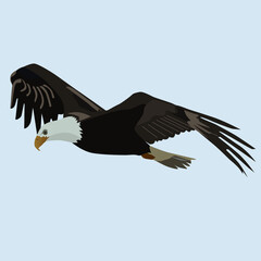 bald eagle in flight
