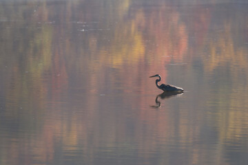 heron in the lake