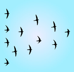 flock of birds