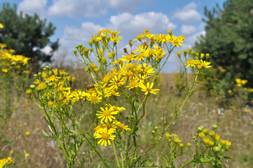 The plant Jacobaea vulgaris grows in the wild