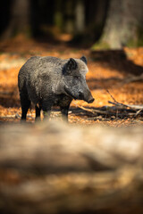  Wild Boar Or Sus Scrofa, Also Known As The Wild Swine, Eurasian Wild Pig