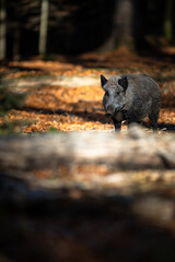  Wild Boar Or Sus Scrofa, Also Known As The Wild Swine, Eurasian Wild Pig