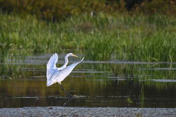 great white egret in flight