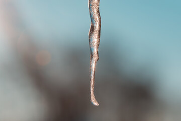 Icicle on a gray-blue background in winter.