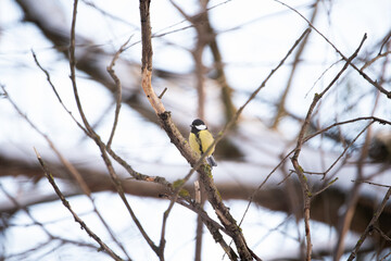 bird on a branch