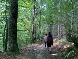 Obraz premium Marked forest trail from the village of Razloge to the karst source of the river Kupa in the region of Gorski kotar - Croatia (Markirana šumska staza od sela Razloge prema kraškom izvoru rijeke Kupe)