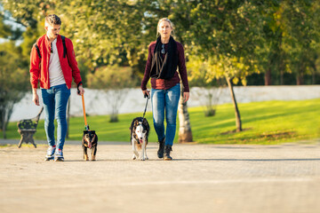 Photo with copy space of a couple walking dogs