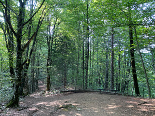 Marked forest trail from the village of Razloge to the karst source of the river Kupa in the region of Gorski kotar - Croatia (Markirana šumska staza od sela Razloge prema kraškom izvoru rijeke Kupe)
