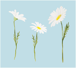 A set of watercolor flowers of daisies to create a summer mood. Vector illustration for the packaging design of cosmetics and perfume with chamomile.