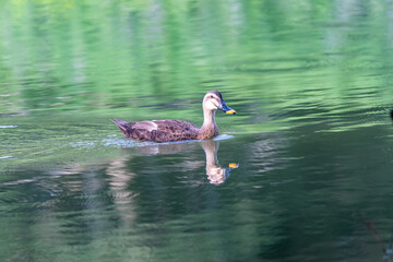 duck in the water