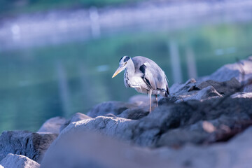 Grey heron is hunting besides a lake.