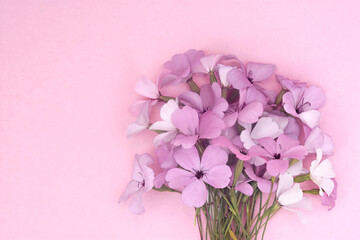 Summer blossoming pink viscaria flowers festive background, pastel and soft bouquet floral card, selective focus, toned