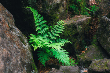 Fern (Blechnum spicant) on the rock with moss