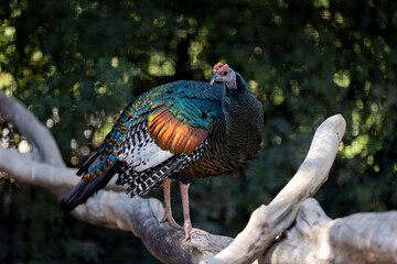 Ocellated Turkey (Meleagris ocellata) in a Tree