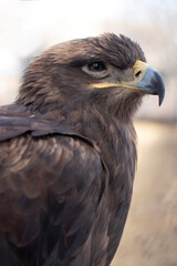 Fototapeta premium Bird portrait. Eagle on a blurred background.