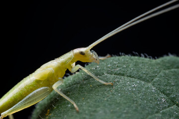 Tree cricket on wild plants, North China