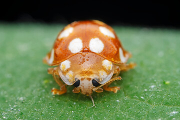 Ladybugs on wild plants, North China