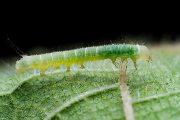 Lepidoptera larvae in the wild, North China