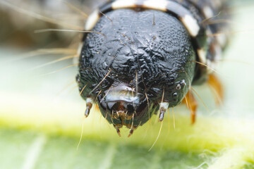 Lepidoptera larvae in the wild, North China