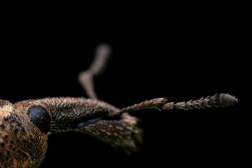 Weevil on wild plants, North China