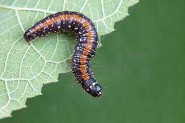 Lepidoptera larvae in the wild, North China