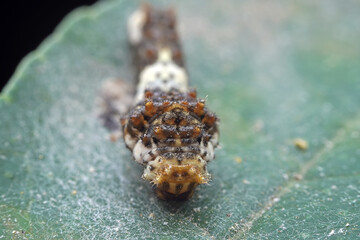 Lepidoptera larvae in the wild, North China