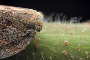Hemiptera wax Cicadellidae insects on wild plants, North China