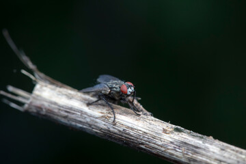 Flies on wild plants, North China
