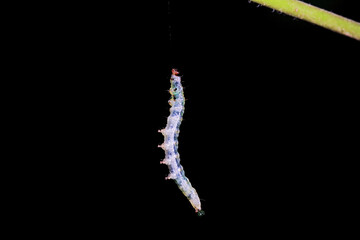 Lepidoptera larvae in the wild, North China