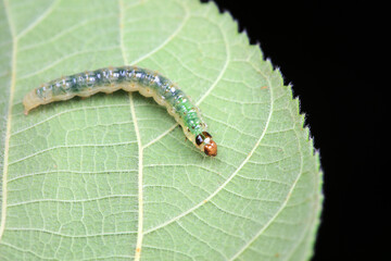 Lepidoptera larvae in the wild, North China