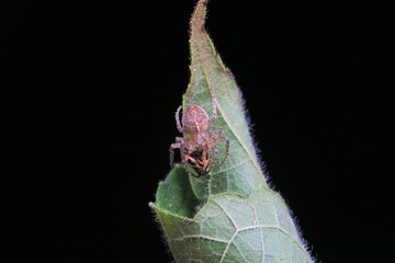 Spiders in the wild, North China