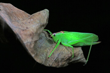 Katydid nymphs in the wild, North China