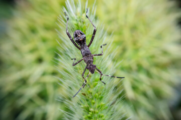 Point bee edge stink bug in the wild, North China