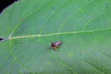 Leaf cicada on wild plants, North China