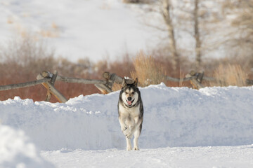 Max the Alaskan Shepherd