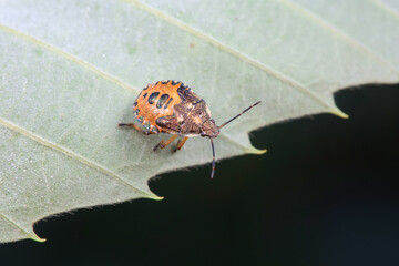 Hemiptera bugs in the wild, North China